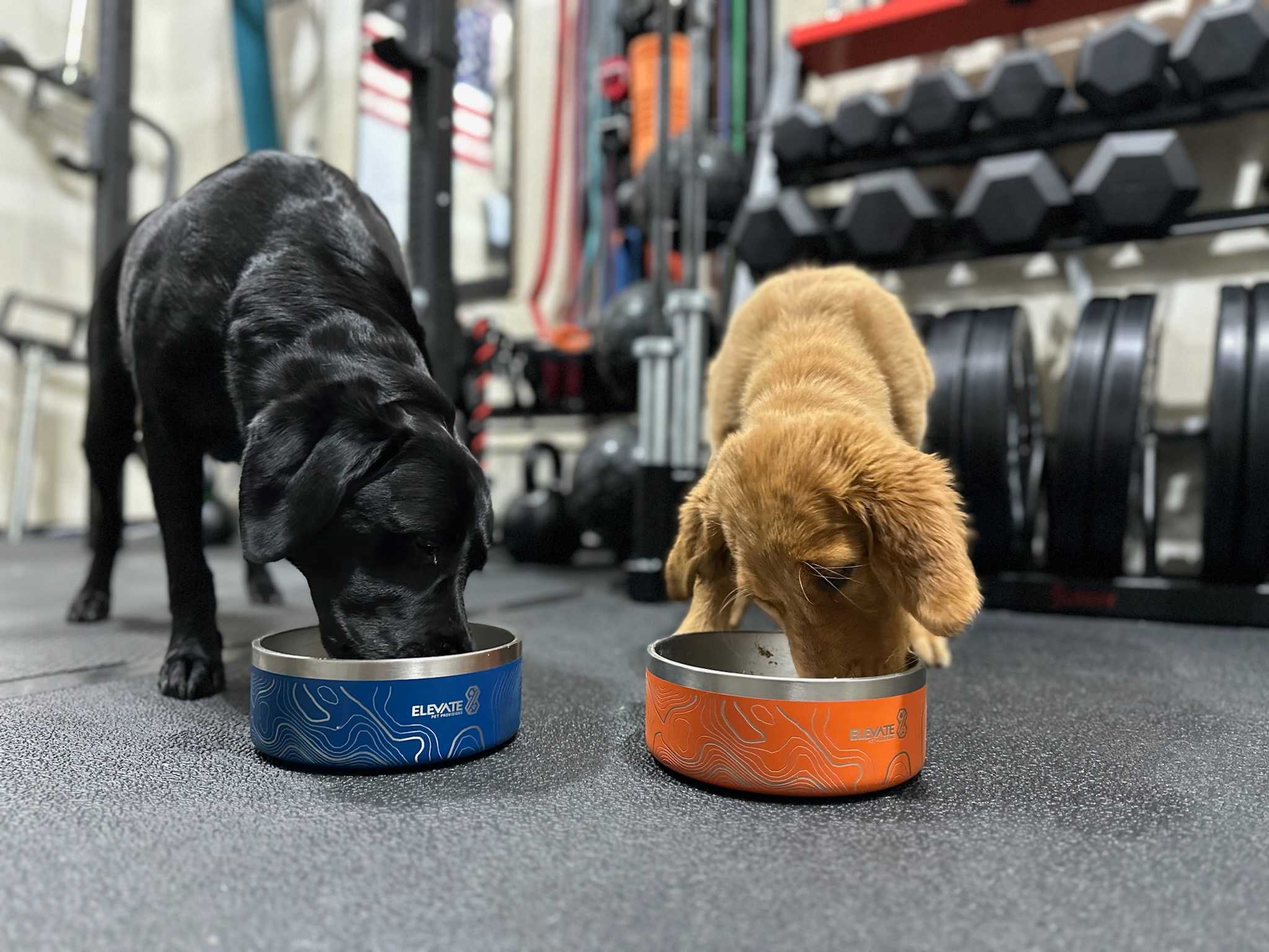 Elevate Pet Provisions - Is Air-Dried Dog Food Right For My Dog? 
