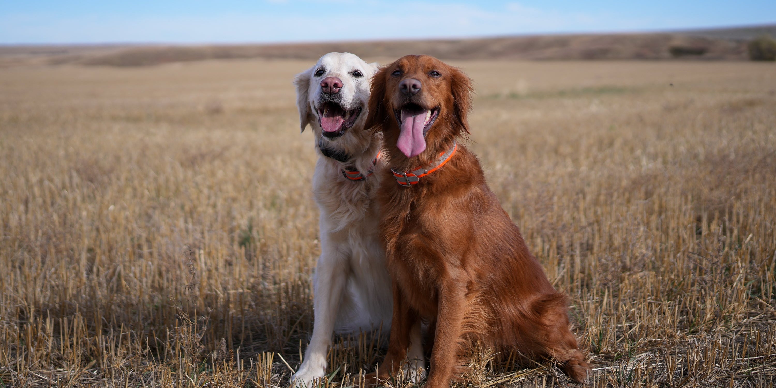 Trust The Dog - Wild Birds & Good Dogs - 001