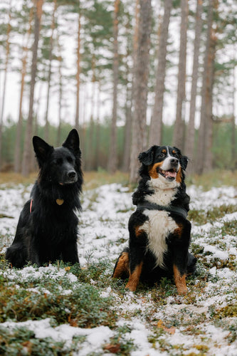 The Role of Diet in Canine Behavior