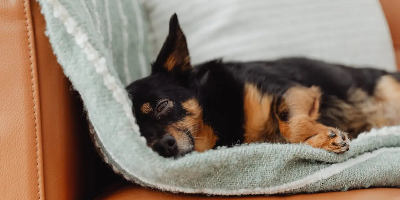 8 Fun and Engaging Indoor Activities to Keep Your Dog’s Mind Stimulated