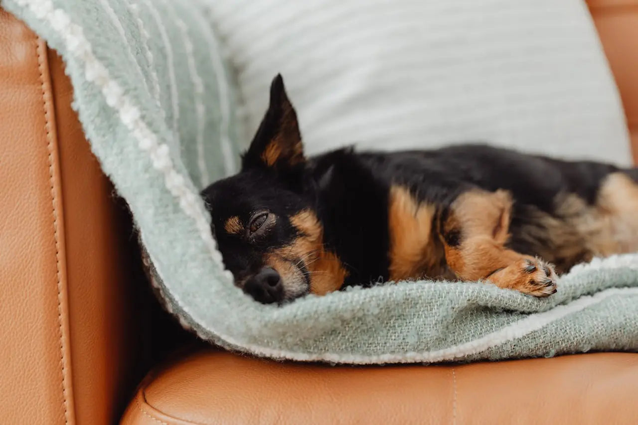 8 Fun and Engaging Indoor Activities to Keep Your Dog’s Mind Stimulated