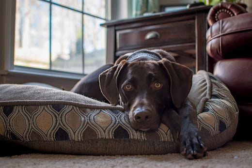 How to get your dog active and health