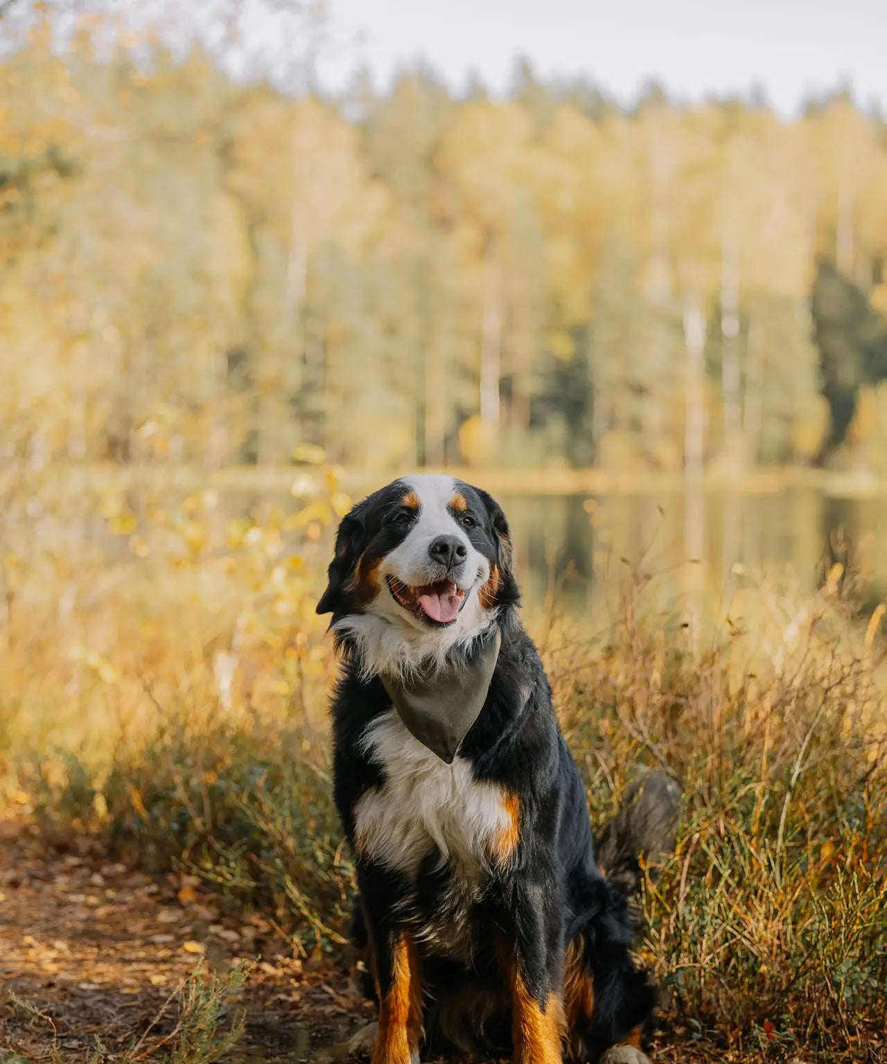 Organ Meat for Dogs: Why It’s Beneficial and How to Feed It Safely