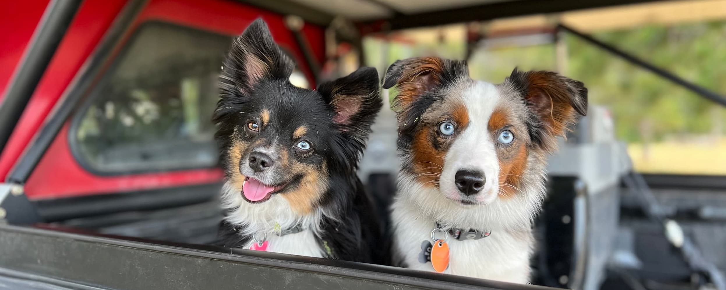 Elevate Dog Food Sampler