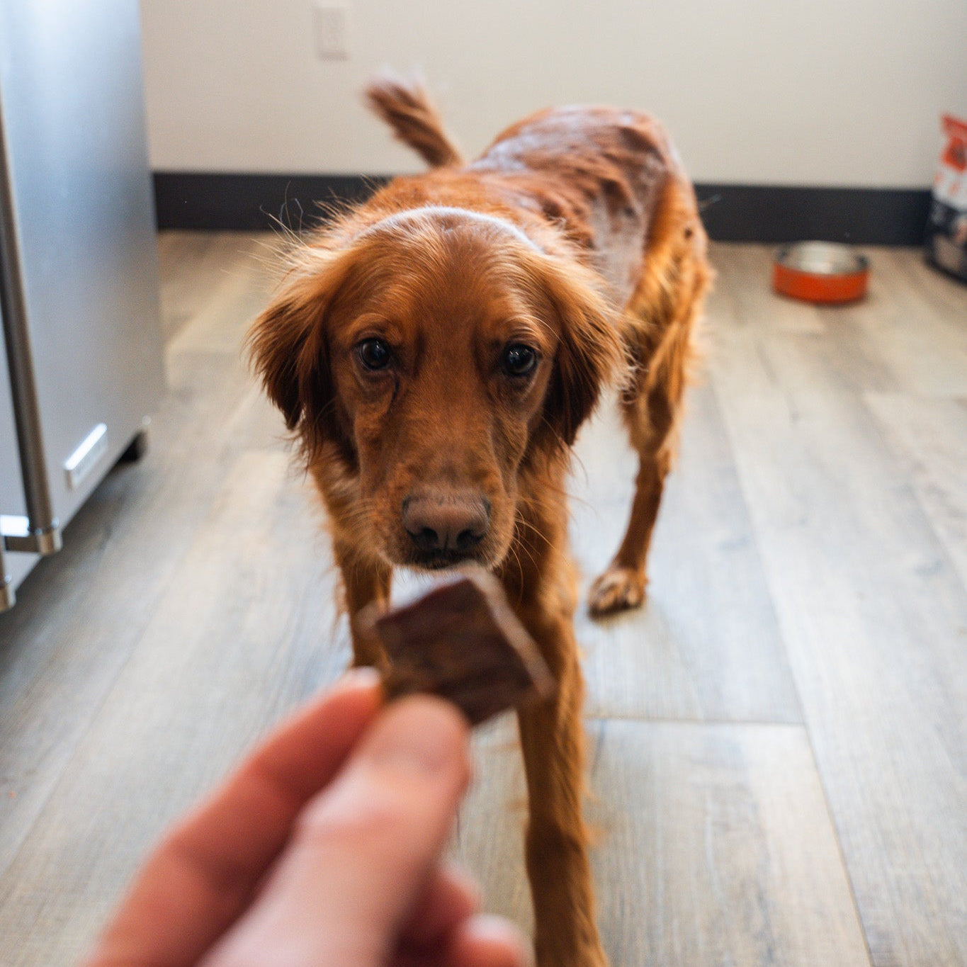 Backyard Bites Treats - Beef Formula