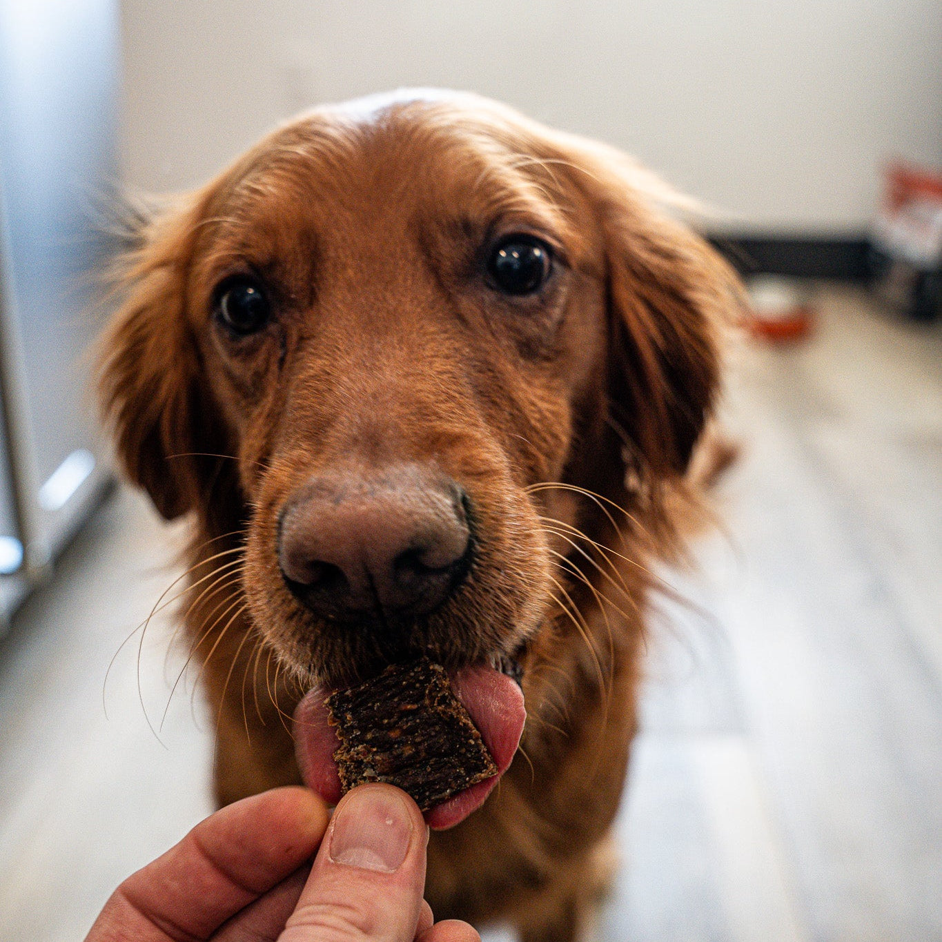 Backyard Bites Treats - Beef Formula