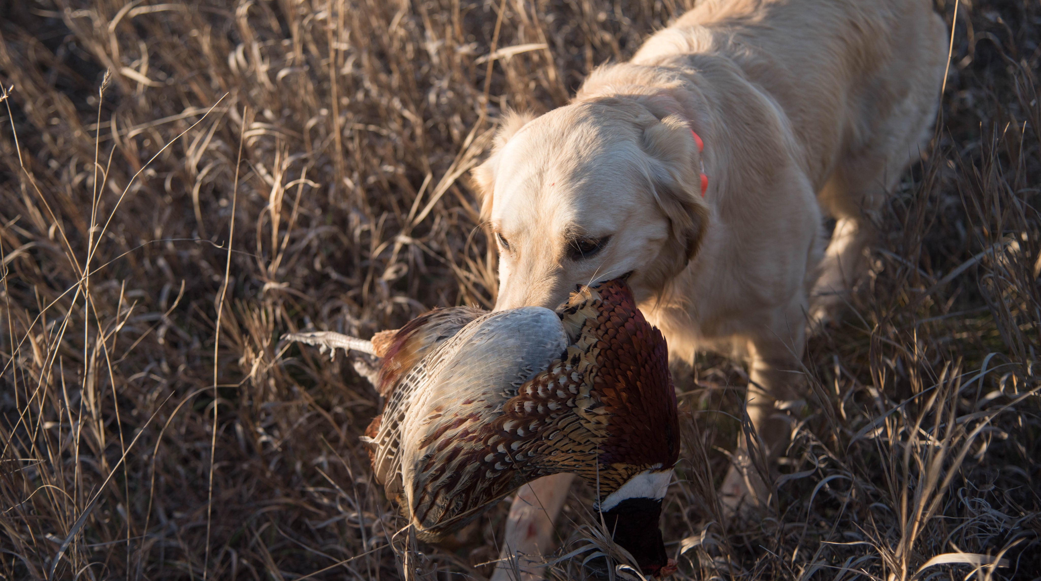 circleMuleDeer-11122016-9-2_b1f72925-a9ac-438f-a9fd-8c156b7e03af.jpg