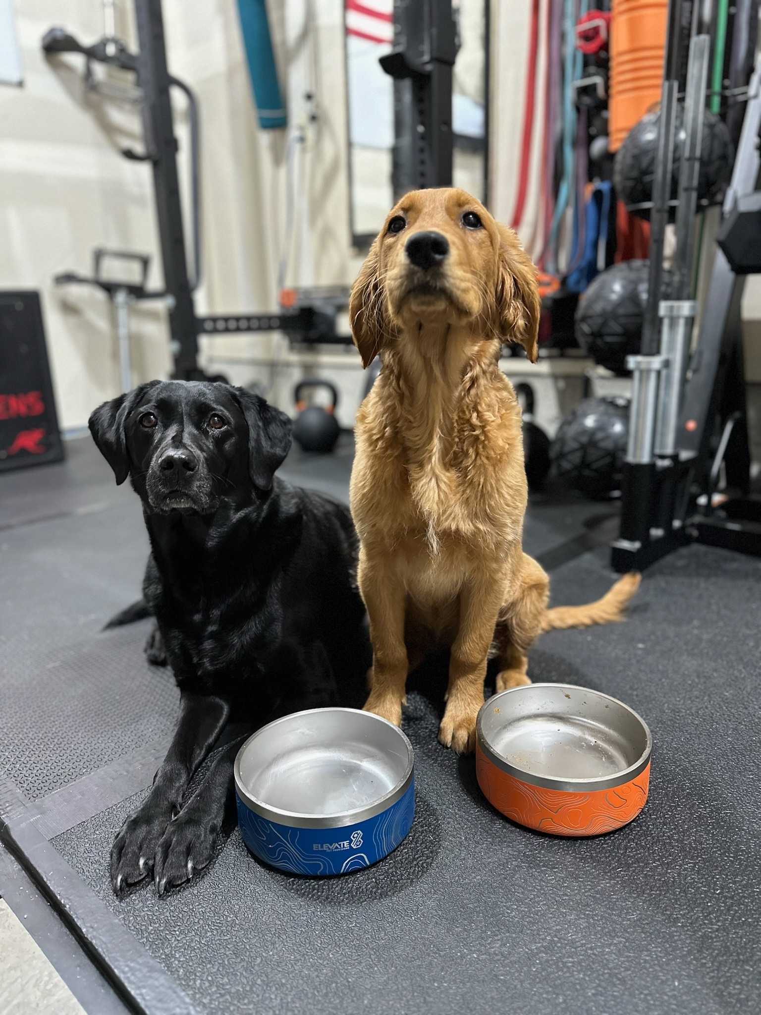 Elevate Dogs