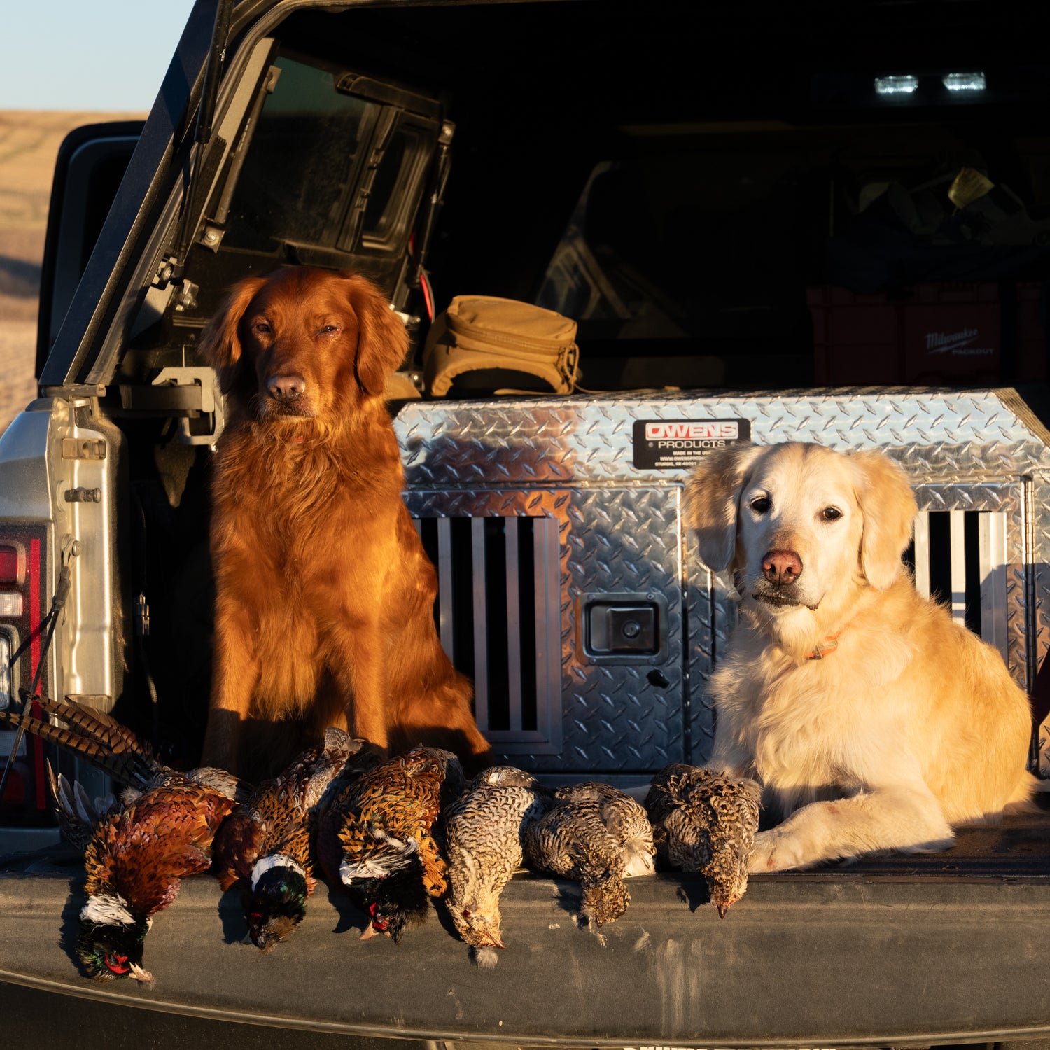 elevateSportDogNutr--36.jpg