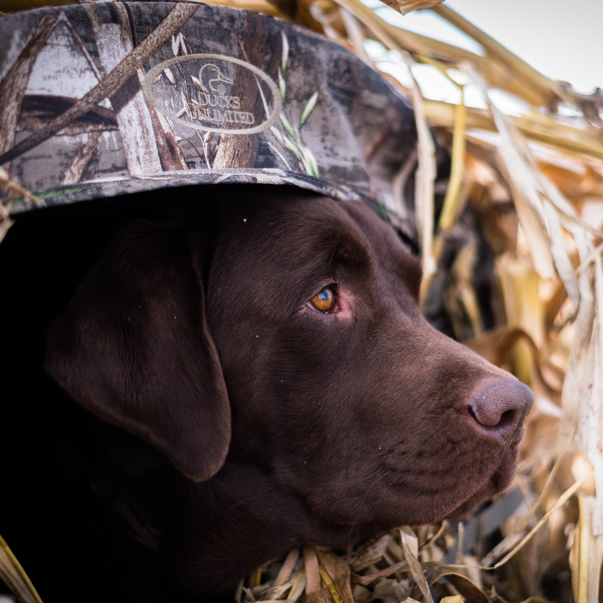 idahoDuck-rigginsDog-5.jpg