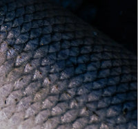 fish oil