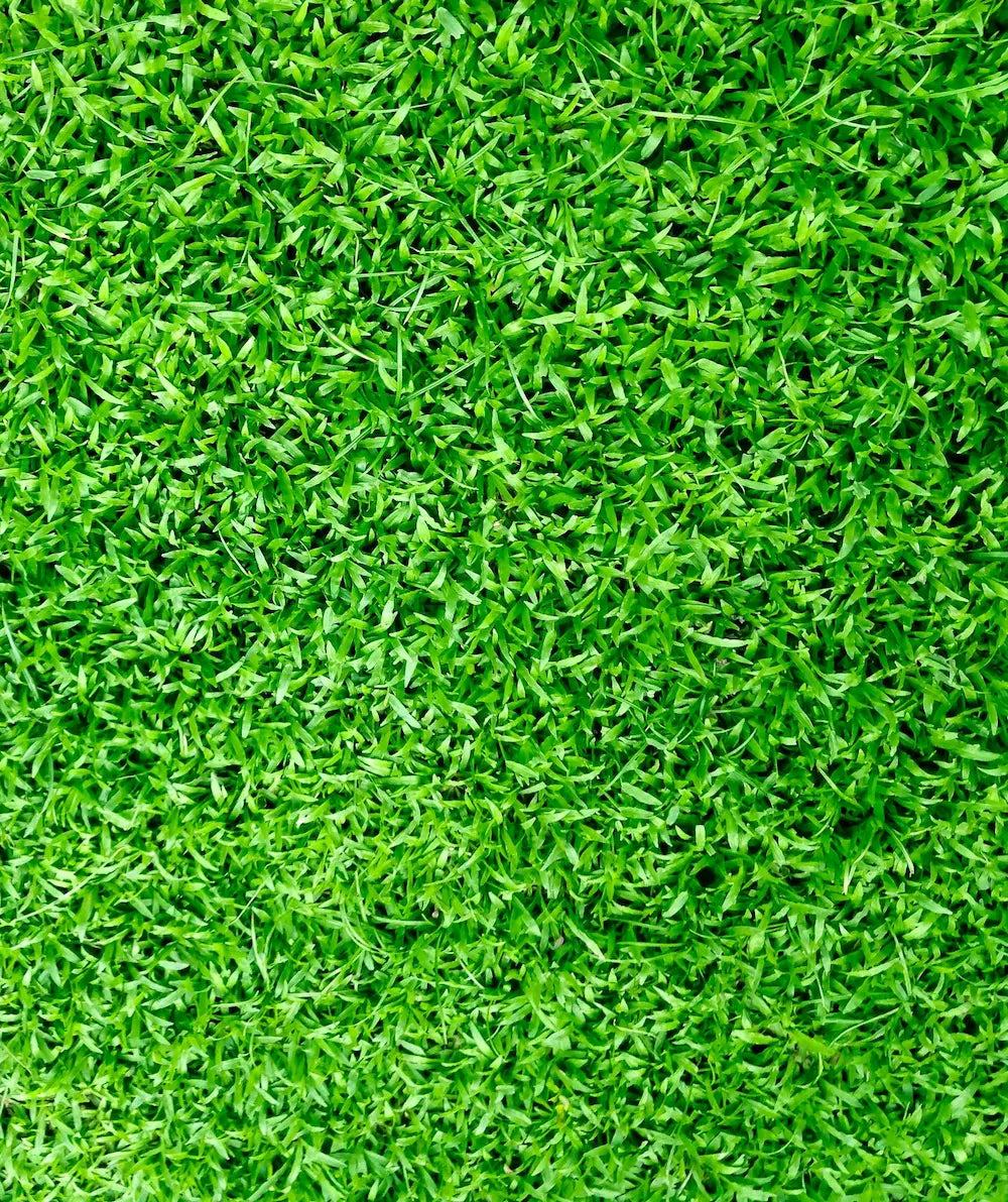 grass